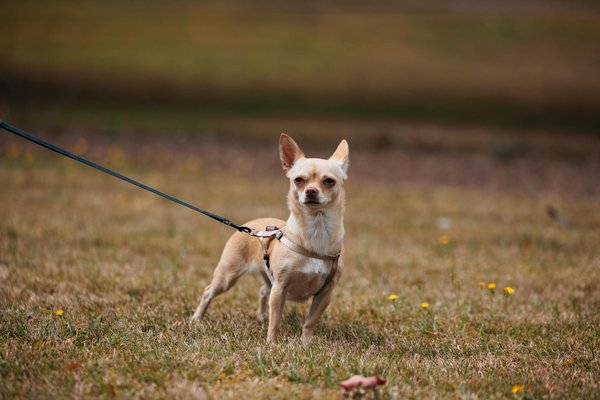 How Do UK Families Integrate Exotic Animals Into Their Households?