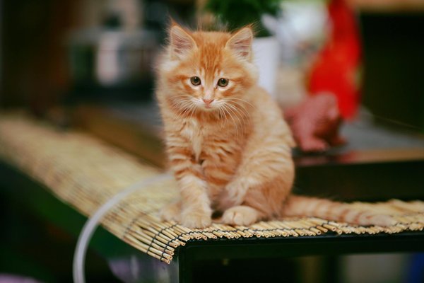 How do you train a pet iguana to be more sociable?