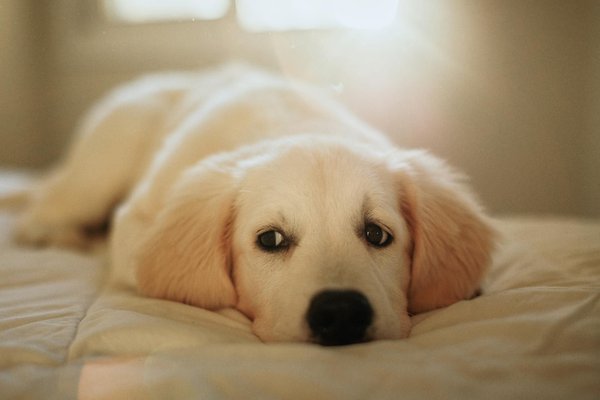 What Are the Latest Discoveries in Wildlife Conservation in the UK?